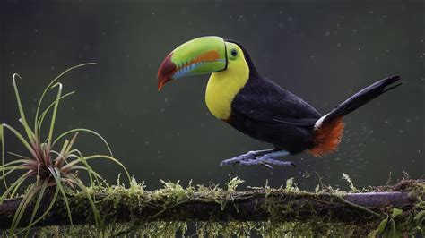 Toucan, Bird, Green, Sharp, Beak, Black, Red, Tree, Branch, Blur ...