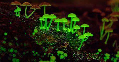 Photographing Glowing Mushrooms in Singapore | PetaPixel