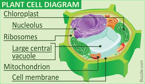 A Labeled Diagram of the Plant Cell and Functions of its Organelles ...