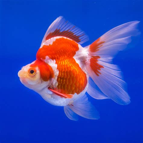 Ryukin Goldfish - Goldfish Care - Ryukin Goldfish Food