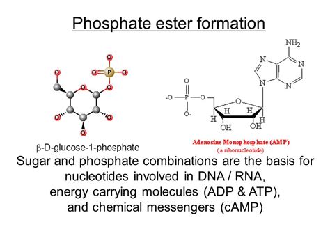 Phosphate Ester Synthesis