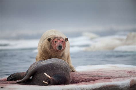 Polar Bears: Walrus’ Nightmare - by Team AKP