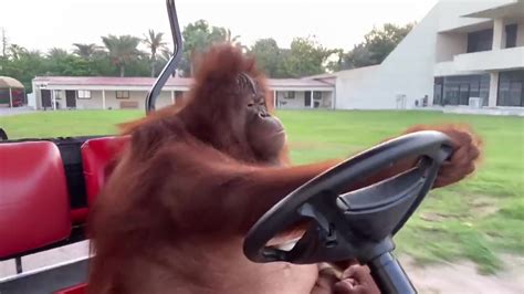 Monkey Orangutan Driving Golf Cart & Ice Cube Cruising