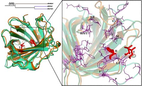 Structural superimposition of lipocalin domains in cluster VII ...