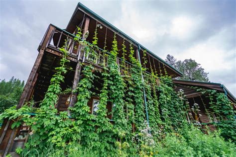 Growing Hops (+ Medicinal Benefits of Hops Plants) — Homesteading Family