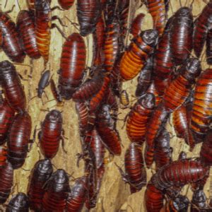 cockroach extermination | 5 Cockroach-Free Apartment Tips