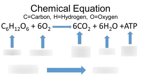 Cellular Respiration Equation Diagram | Quizlet