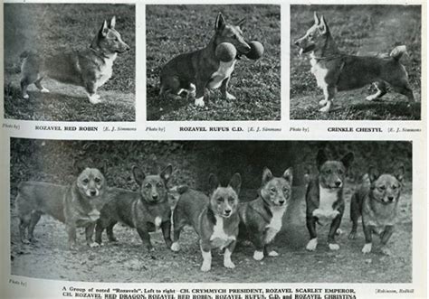 Queen Elizabeth II's Royal Pembroke Welsh Corgis