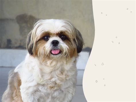 How Long Can A Shih Tzu Live: A Guide To Their Lifespan