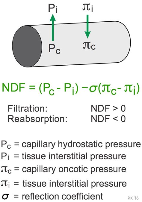 CV Physiology | Physical Factors that Determine Capillary Fluid Exchange