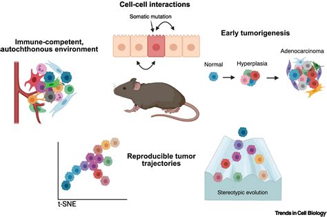 Capturing cancer evolution using genetically engineered mouse models ...