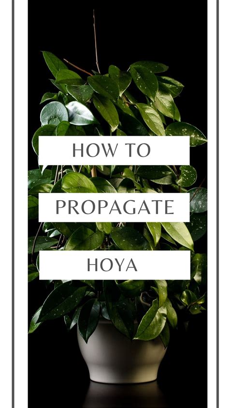 a potted plant with the words how to propagate hoya on it