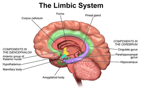 Limbic System - Physiopedia