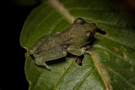 Small Tree Frog stock photo. Image of scinax, ectrodactyly - 255481408