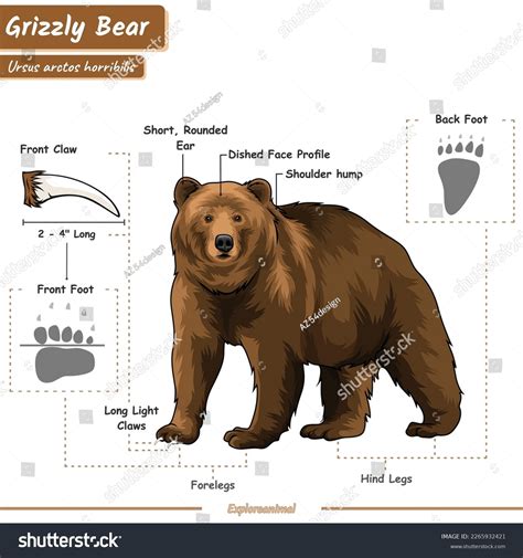 Anatomy Grizzly Bear Diagram About Grizzly Stock Vector (Royalty Free ...