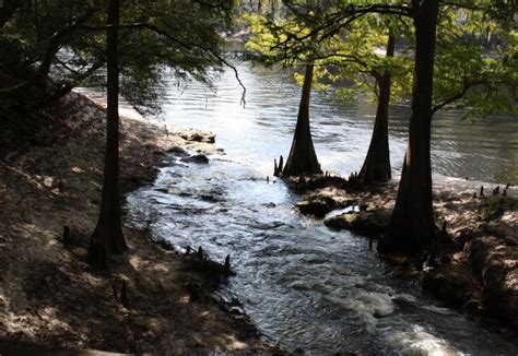 Suwannee River State Park | Florida State Parks