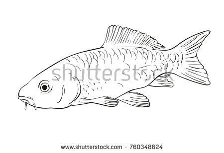 Sketch of carp fish, Hand drawn vector illustration | Hand drawn vector ...