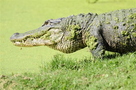 Guide to Kiawah Island Wildlife | Akers Ellis Real Estate & Rentals