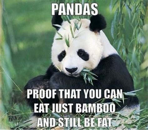 84 Mad Panda Memes - Funny Memes