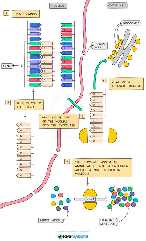 CIE IGCSE Biology: 复习笔记：17.1.4 Protein Synthesis