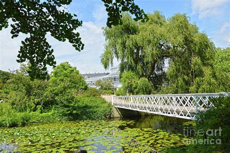 Copenhagen Botanical Garden Bridge Photograph by Catherine Sherman ...