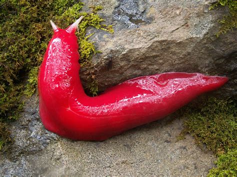 An Ancient Australian Volcano Is a Haven for Giant Pink Slugs - Atlas ...