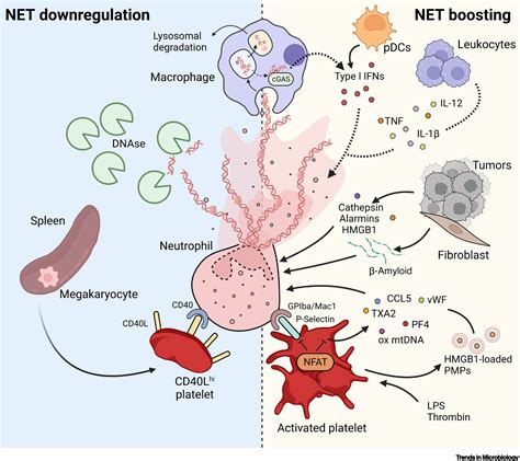 Neutrophil intrinsic and extrinsic regulation of NETosis in health and ...