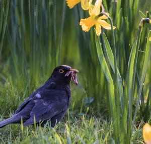 What Do Baby Crows Eat? The Ultimate Feeding Guide