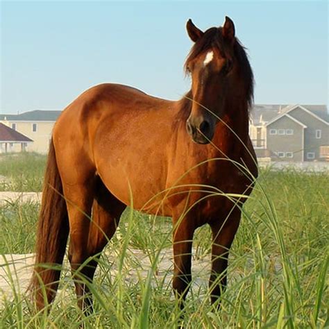 Corolla Wild Horses | Support the Corolla Wild Horse Fund