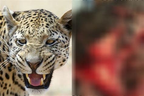 leopard terror in the city, mp forest news in hindi | शहर में घुसा ...