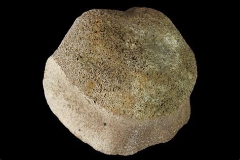 1.3" Fossil Hadrosaur Vertebra - Alberta (Disposition #000028-29) For ...