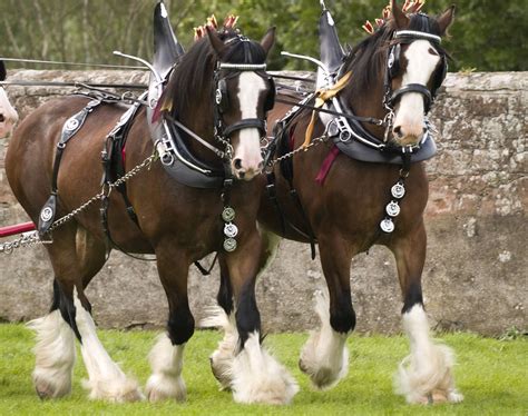 The Clydesdale Horse Breed Profile