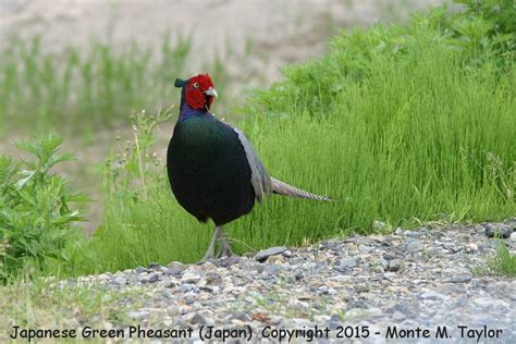 Green (Japanese) Pheasant