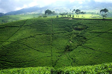 Kebun Teh Kemuning: Rekreasi Dan Rutenya - TempatWisataUnik.com