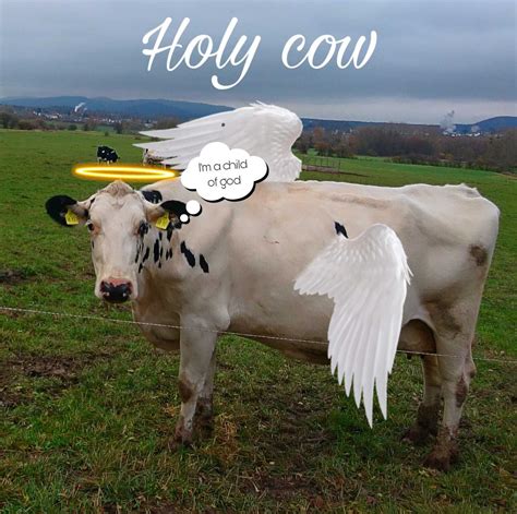 Holy Cow Meme - EngMeme