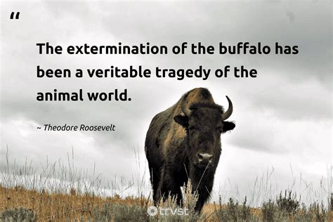 7 Bison Quotes About The Humongous Bovines