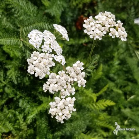 Achillea millefolium #1 (Common Yarrow) - Scioto Gardens Nursery