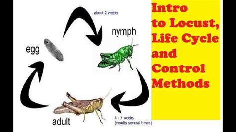 Locust Life Cycle