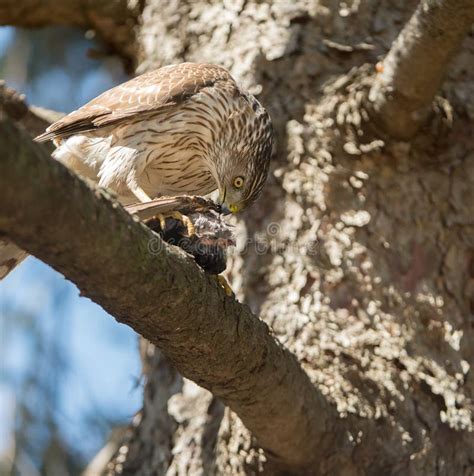 Cooper s Hawk stock photo. Image of raptor, feeding, perched - 54857010