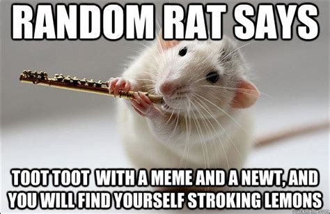 rat meme - Google Search | Pet rats, Rats, Memes