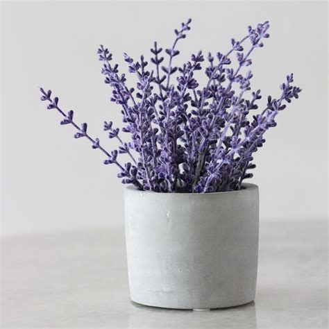 Discover How To Grow an Indoor Lavender Plant and Keep it Thriving ...