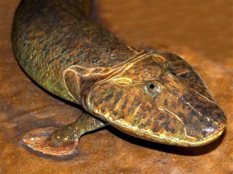 Devonian Animals - Devonian Fish Sidesteps Current Evolutionary Theory ...