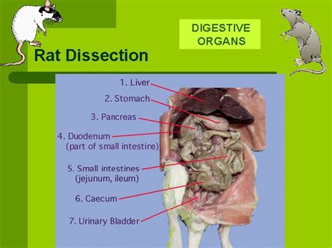 Dissected Rat Diagram Labeled