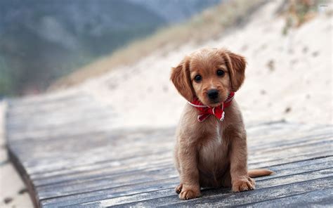 Brown puppy wallpaper - Animal wallpapers - #32833