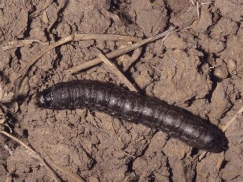 Black Caterpillars: An Identification Guide (With Photos) | Black ...