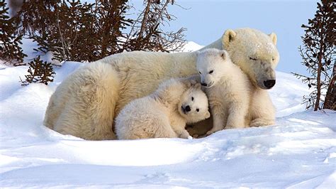 Picture perfect! Polar bear family chills out in the snow | Polar bear ...