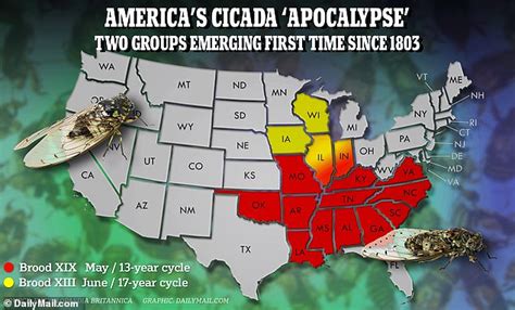 America's Cicada 'apocalypse': 200-year event will see one trillion ...