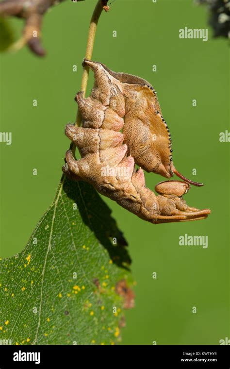 Lobster moth caterpillar Stock Photo - Alamy