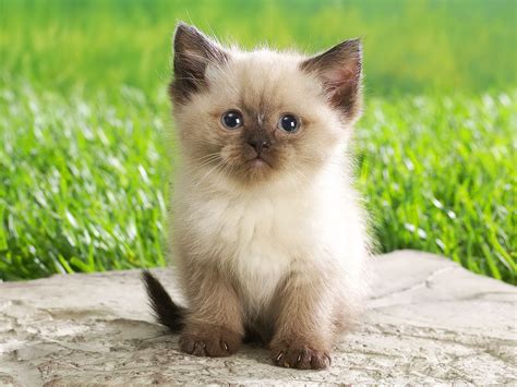 Cute Kitten - Babies Pets and Animals Wallpaper (16731266) - Fanpop