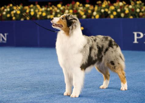 National Dog Show Winners From the Last 10 Years — Photo Gallery